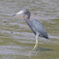 Little Blue Heron
